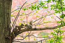 Japanese squirrel (Sciurus vularis) pups playing in tree, with cherry blossom in background, Mount Yatsugatake, Nagano Prefecture, Japan, May. Endemic species.