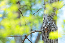 Japanese squirrel (Sciurus lis) mother peering out of nest in tree hole, Mount Yatsugatake, Nagano Prefecture, Japan, May. Endemic species.