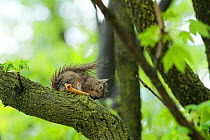 Japanese squirrel (Sciurus lis) feeding on bone in order to obtain calcium, Mount Yatsugatake, Nagano Prefecture, Japan, May. Endemic species.