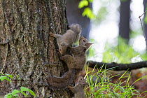 Japanese squirrel (Sciurus lis) pups with mother, Mount Yatsugatake, Nagano Prefecture, Japan, May. Endemic species.