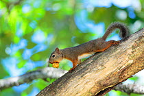 Japanese squirrel (Sciurus lis) carrying walnut, Mount Yatsugatake, Nagano Prefecture, Japan, August. Endemic species.