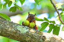 Japanese squirrel (Sciurus lis) carrying two Walnut (Juglans ailantifolia), Mount Yatsugatake, Nagano Prefecture, Japan, August. Endemic species.