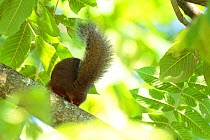 Japanese squirrel (Sciurus lis) tail, Mount Yatsugatake, Nagano Prefecture, Japan, August. Endemic species.