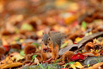 Japanese squirrel (Sciurus lis) feeding on chestnut, Mount Yatsugatake, Nagano Prefecture, Japan. Endemic species.