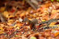 Japanese squirrel (Sciurus lis) feeding on chestnut, Mount Yatsugatake, Nagano Prefecture, Japan. Endemic species.