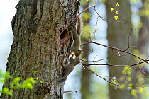 Japanese squirrel (Sciurus vularis) pups playing on tree trunk  near nest hole, Mount Yatsugatake, Nagano Prefecture, Japan, May. Endemic species.