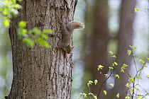 Japanese squirrel (Sciurus lis) pups outside nest , Mount Yatsugatake, Nagano Prefecture, Japan, May. Endemic species.