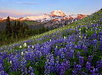 Fields of Lupins (Lupinus) in flower in spring, with a view of Mount Baker. View from Skyline Divide trail, Cascades. Washington, USA, August 2013.