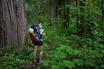 Hiker admiring the old growth cedar along Big Beaver Trail, North Cascades, Washington, USA, August 2013. Model released.