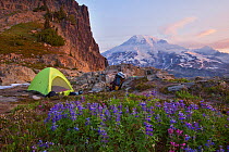 Mountain campsite, with flowering Lupins (Lupinus) Mount Rainier National Park, Washington, USA, August 2013.
