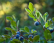 Ripe Cascade Bilberries (Vaccinium deliciosum), covered in dew in North Cascades, Washington, USA, September 2013.