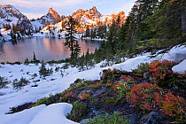 Autumn colors of plants showing through an early winter snowfall in Alpine Lakes wilderness, with Kalteen Peak and Gem Lake, Washington, USA, October 2013.