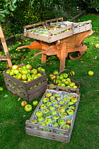 Harvesting Bramley apples, freshly picked apples sorted and placed in wooden trays and protected with newspaper, England, October,