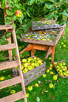 Bramley Apples, picked, wrapped in newspaper and stored in wooden trays.