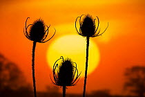 Teasel (Dipsacus fullonum) seed heads silhouetted at sunset, Norfolk, England, UK, October.