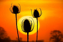 Teasel (Dipsacus fullonum) seed heads silhouetted at sunset, Norfolk, England, UK, October.