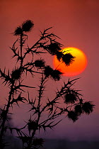 Spear Thistle (Cirsium vulgare) dried leaves and seedheads silhouetted against sunset, Norfolk, England, UK, October.