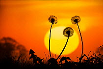 Common Dandelion (Taraxacum officinale) seed heads silhouetted against sunset, Norfolk, England, UK, October.