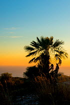 European fan palm (Chamaerops humilis) silhouetted at sunset, Garraf Natural Park, Barcelona, Catalonia, Spain, February.