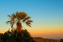 European fan palm (Chamaerops humilis) at sunset, Garraf Natural Park, Barcelona, Catalonia, Spain, February.
