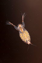 Water fea (Daphnia) with eggs, Europe, September, controlled conditions