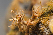 Non-biting midge larva (Chironomidae) hidden in its shelter and collecting organic debris from the current, Europe, May, controlled conditions