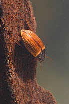Diving beetle (Agabus sturmii) Europe, May, controlled conditions