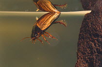 Diving beetle (Agabus sturmii) refilling its air supply by the surface, Europe, May, controlled conditions