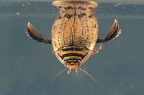 Lesser diving beetle (Acilius sulcatus) refilling its air supply by the surface, male, Europe, May, controlled conditions