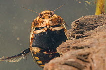 Lesser diving beetle (Acilius sulcatus) male, Europe, May, controlled conditions