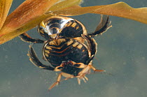 Lesser diving beetles (Acilius sulcatus) mating pair, Europe, May, controlled conditions