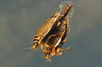 Lesser diving beetles (Acilius sulcatus) mating pair, Europe, May, controlled conditions