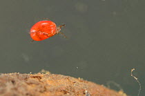 Water mite (Hydracarina) Europe, May, controlled conditions