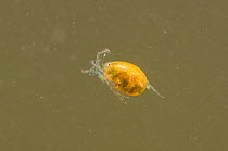Water mite (Hydracarina) Europe, May, controlled conditions