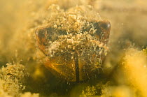 Water mite (Hydracarina) crawling on dragonfly nymph labial mask (Libellulidae) Europe, May, controlled conditions