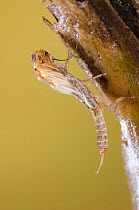 Stonefly (Plecoptera) emerging, Europe, May, controlled conditions