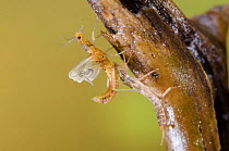 Stonefly (Plecoptera) emerging, Europe, May, controlled conditions