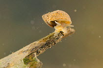 Freshwater snail (Galba truncatula) Europe, May, controlled conditions