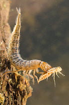 Great diving beetle larva (Dytiscus marginalis) with dragonfly nymph prey, Europe, June, controlled conditions