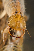 Great diving beetle larva (Dytiscus marginalis) head detail, Europe, June, controlled conditions
