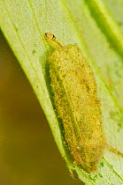 Brown China-mark larva (Elophila nymphaeata) in the case made of two ovals of leaf material, Europe, June, controlled conditions