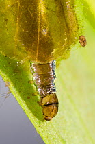 Brown China-mark larva (Elophila nymphaeata) in the case made of two ovals of leaf material, Europe, June, controlled conditions