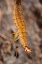 Diving beetle larva (Graphoderus bilineatus) Europe, June, controlled conditions