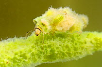 Case-building caddisfly larva (Ceraclea) in the shelter made of freshwater sponge (Spongilla lacustris) Europe, July, controlled conditions