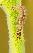 Free-living caddisfly larva (Rhyacophilidae) climbing on freshwater sponge (Spongilla lacustris) Europe, July, controlled conditions