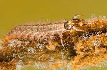 Free-living caddisfly larva (Rhyacophilidae) exploring small hydra, Europe, July, controlled conditions