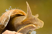 Great pond snail (Lymnaea stagnalis) Europe, July, controlled conditions