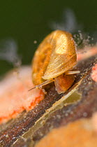 Freshwater snail (Planorbidae) crawling among colonies of Ciliates (Carchesium) Europe, July, controlled conditions