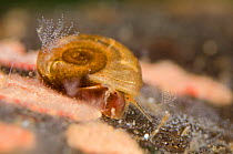 Freshwater snail (Planorbidae) crawling among colonies of Ciliates (Carchesium) Europe, July, controlled conditions