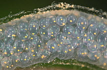 Great pond snail egg mass (Lymnaea stagnalis) Europe, July, controlled conditions